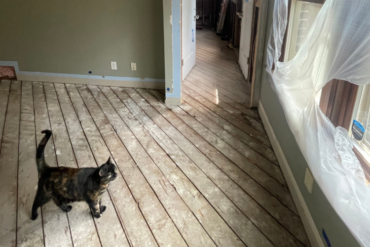 Cat in Remodel Zone cat checking in our remodel progress